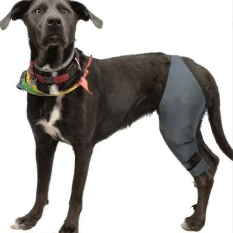 Genouillère pour chien en cas de luxation du LCA et de la rotule, arthrite : maintient l'articulation au chaud, offre un soutien supplémentaire et réduit la pression. (1/2)