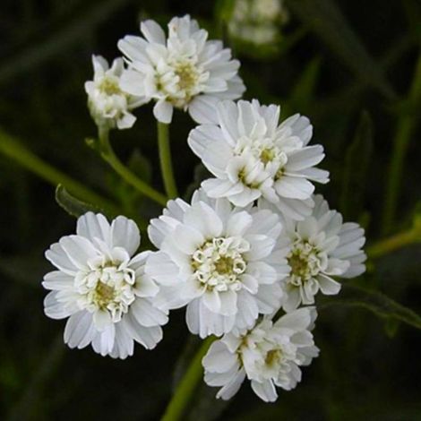 Pépinières Naudet – 3 Achillées Ptarmique 'Boule de Neige' – Plante vivace fleurie – Hauteur à maturité 31-60cm – Exposition soleil à mi-ombre – Fleurs blanches parfumées