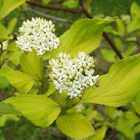 Cornouiller blanc 'kit' - Cornus alba  - 60-80 cm pot (1/5)