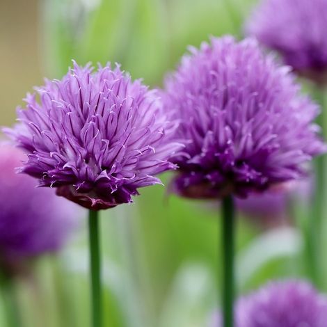 4 x Allium schoenoprasum 'Album' - godet 9x9 cm (1/5)