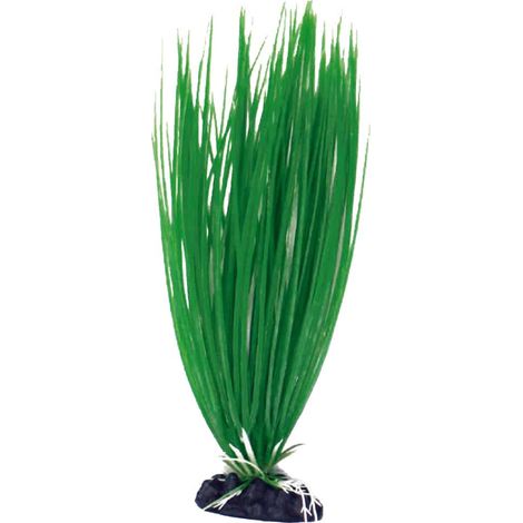 Set 6 pezzi Plant Classic Acorus Medium: Set 6 pezzi Plant Classic Ludwigia