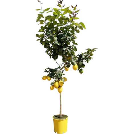 Citronnier Arbre Fruitier Méditerranéen pour Jardin et Intérieur - Hauteur 140 cm - Pot ø24 cm - PANGIVO (1/4)