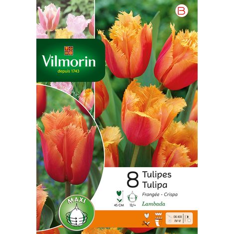 Vilmorin Tulipe Lambada (x8) (1/2)