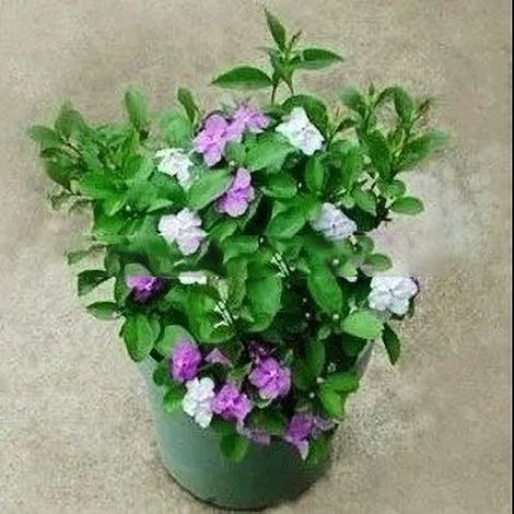 Graines de Jasmin Brunfelsia Latifolia 10Pièces - Plante en Pot Facile à Cultiver pour Jardin, Terrasse et Intérieur - Parfumée et Décorative - Idée Cadeau (1/2)