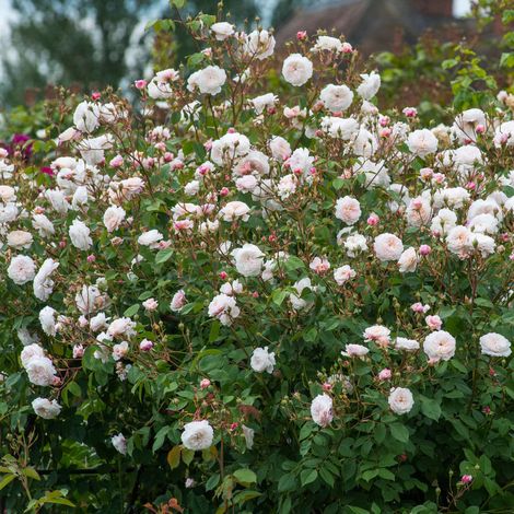 Gardenaria Rosa 'The Albrigton Rambler' - Rosa da giardino - Altezza: 40/50 cm (vaso20) (1/5)
