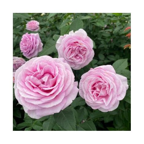 Gardenaria Rosa 'Konigin Marie' - Rosa da giardino - Altezza: 40/50 cm (vaso20) (1/4)