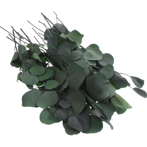 Eucalyptus Séché Vert, Tige Réelle en Fleur Préservée pour Vase, Bouquet DIY, Décoration Rustique et Ferme, 1 Botte (1/5)