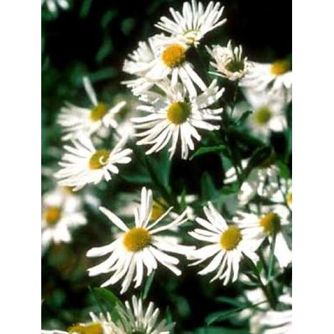 Boltonie, faux aster 'Snowbank' Godet de 8/9 cm