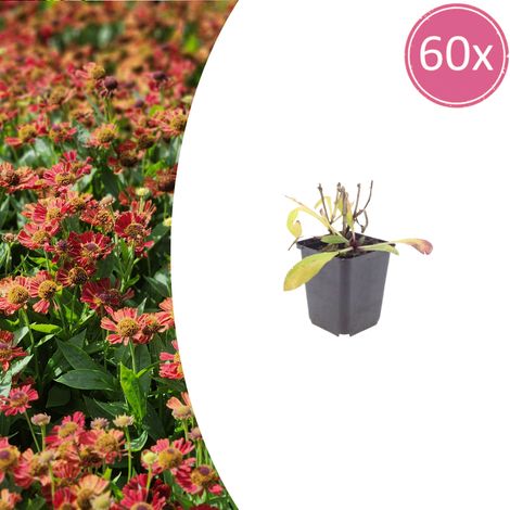Lot de 60 Helenium Moerheim Beauty Plante Vivace de Massif Fleurs Jaune et Orange 10-25 cm Ø 9 cm - PANGIVO (1/5)