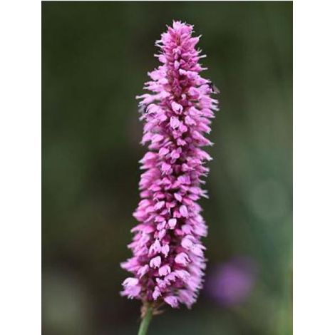 Renouée bistorte 'Hohe Tatra' Godet de 8/9 cm (1/3)