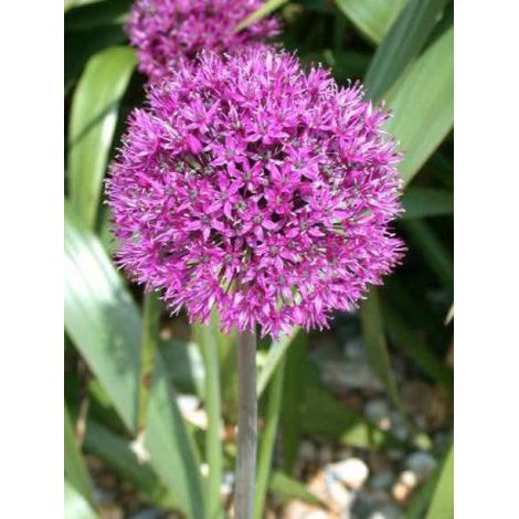 Ail d'ornement 'Purple Sensation' Godet de 8/9 cm calibre 14+