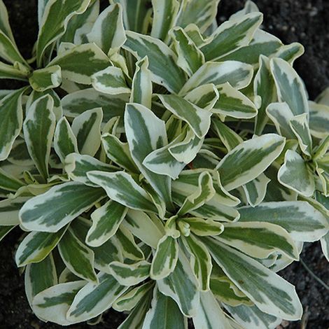 4 x Arabis ferdinandi-coburgii 'Variegata' - godet 9x9 cm