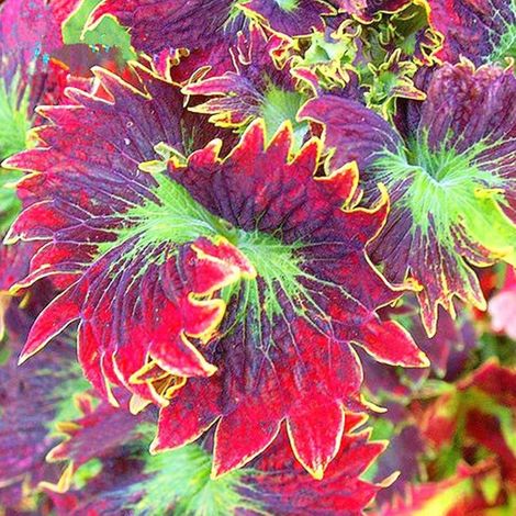 Lot de 100 graines de coleus faciles à survivre, embellissement coloré, graines de bonsaï vivaces pour la maison, la cour, pour faire pousser vos propres pots - Graines de coleus (1/5)