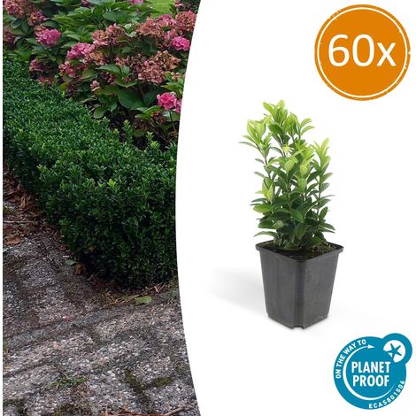 Lot de 60 Fusains du Japon Green Spire Alternative au Buis Haie et Bordure H10-25 cm Pot Ø9 cm - PANGIVO (1/5)