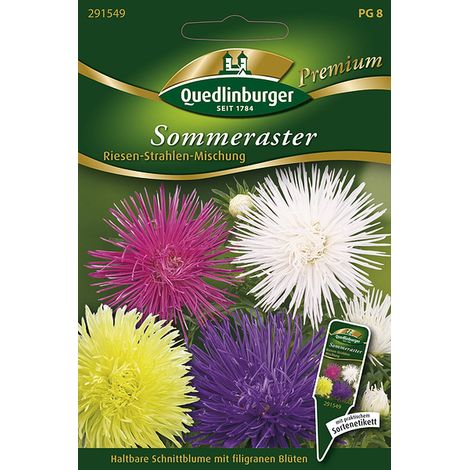 Quedlinburger Saatgut – Reine-marguerite géante à rayons en mélange – Graines de fleurs, hauteur env. 70 cm, environ 60 plants