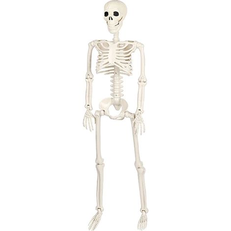 Esqueleto articulado de cuerpo completo, decoración de Halloween, 90 cm