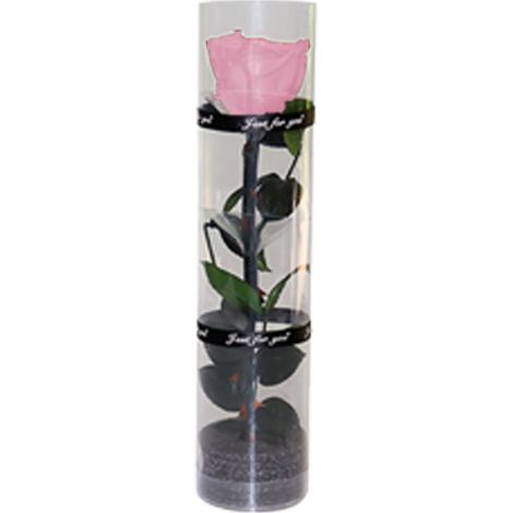 Rose Préservée - Rose Réelle Préservée Naturelle - Pour Décoration Intérieure ou Cadeau - 1 Pièce (1/5)