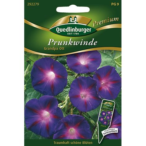 Quedlinburger Saatgut – Ipomée tricolore « Grandpa Ott » – Graines de fleurs, plante grimpante, fleurs violet foncé, hauteur env. 200 cm