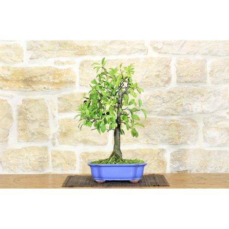Bonsai di Prugnolo (26)