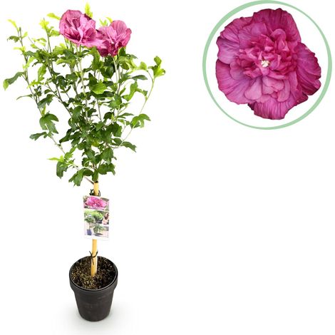 Hibiscus syriacus sur Tige - Althéa de Jardin Rose - Pot 19 cm - Hauteur 90 cm - PANGIVO (1/5)