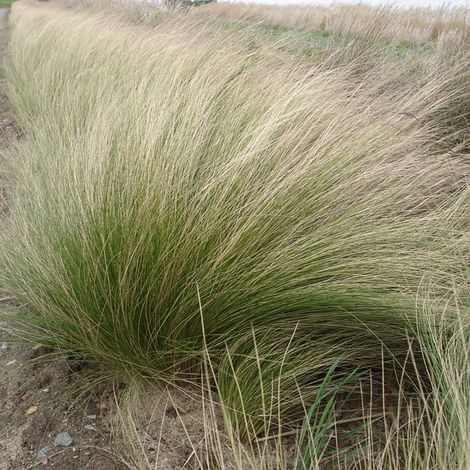 4 x Cheveux d'anges - Stipa tenuifolia  - godet 9x9 cm