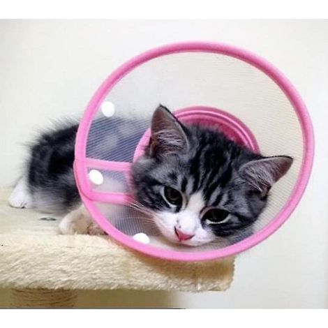 Collier médical anti-morsure et anti-léchage Yyh pour chats et chiens, motif tournesol - Rose clair (1/4)