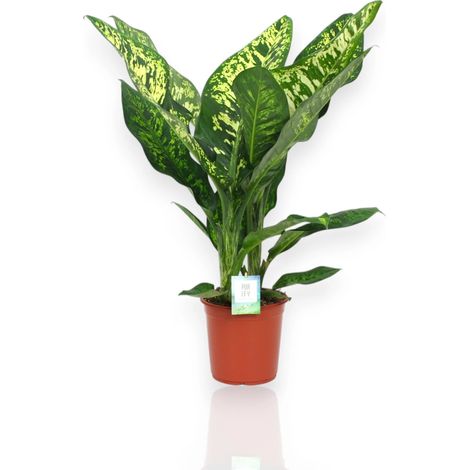 Gardenaria Dieffenbachia seguine 'Crown' - Pianta da interno ornamentale - Altezza: 100 cm (vaso 24) (1/4)