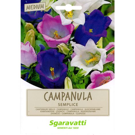 SEMI PER PRATO UNIVERSALE campanula semplice Q.TA 20 campanula semplice