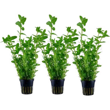 Aquarium Pflanze 3 Stück Bacopa caroliniana Wasserpflanze Nr.343 Set