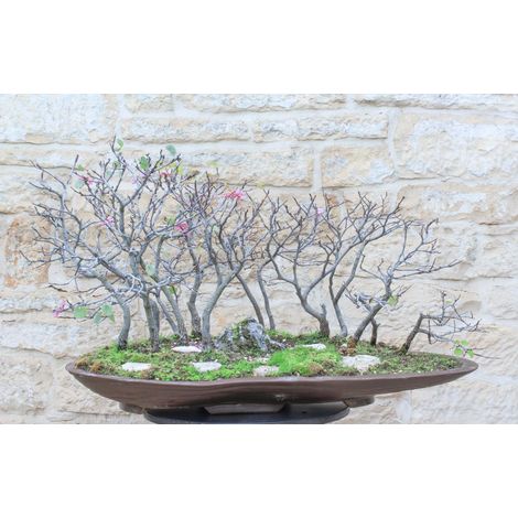 Boschetto di Cercis - Albero di Giuda (72)