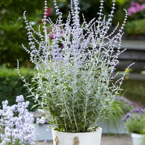 Lavande d'Afghanistan Silvery Blue® 'Lissvery', Sauge Russe, Perovskia/Pot de 3L - 40/60 cm (1/4)