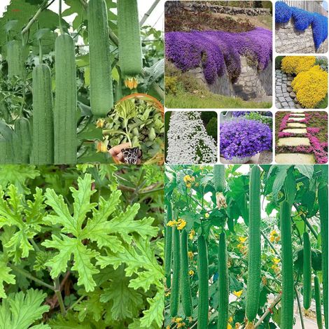 10,000 mixed thyme seeds + 700 luffa seeds + 1,000 citronella seeds, natural mosquito-repellent grass, for garden and landscaping