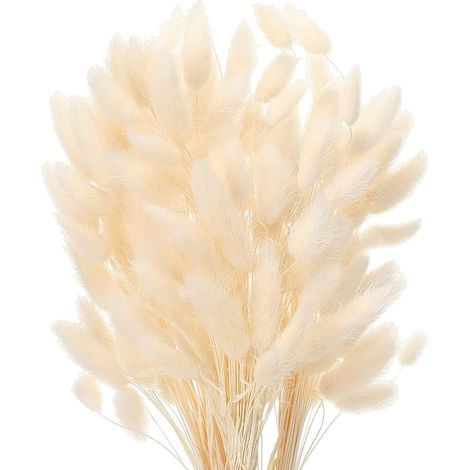 Herbe De La Pampa Fleurs Séchées Fleur Sechees Décoration Naturelle Boheme Fleurs Déco Anniversaire Mariage Maison (Blanc) (1/5)