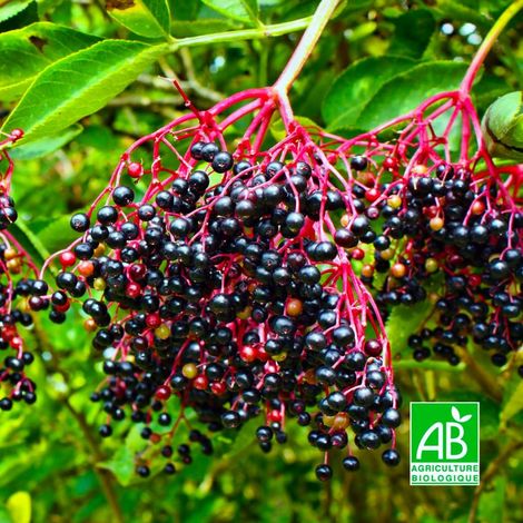 Pépinières Naudet – Sureau noir 'Haschgerg' BIO – Arbuste fruitier mellifère – Baies violettes pour confitures et infusions – Rusticité jusqu'à -15°C (1/3)