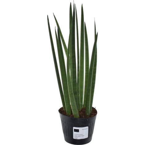 Sansevieria cylindrica Bacularis Mikado - Plante d'intérieur facile d'entretien - 38 cm - ø10,5 cm - PANGIVO (1/3)