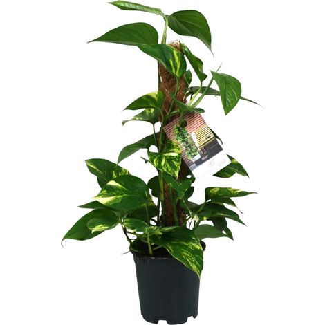 Scindapsus Epipremnum - Plante Verte d'Intérieur Tombante - Pot Ø15 cm - Hauteur 50 cm - PANGIVO (1/4)