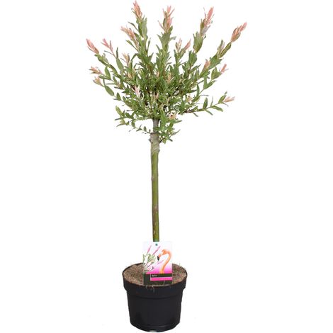 Saule panaché Salix integra 'Flamingo' – Hauteur 60-80 cm – Pot de 17 cm – Feuillage coloré – Pour soleil et mi-ombre
