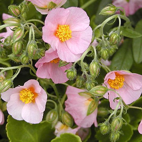 4 x Hélianthème  - Helianthemum 'Lawrenson's Pink'  - godet 9x9