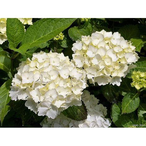 1 PIANTA DI ORTENSIA HYDRANGEA MACROPHYLLA BIANCA VASO 14CM