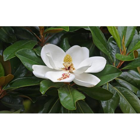 Magnolia grandiflora pianta sempreverde in vaso 18 cm h 1 metro circa