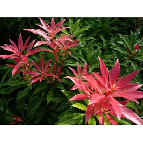 1 PIANTA DI PIERIS FOREST FLAME IN VASO 18CM PERENNE