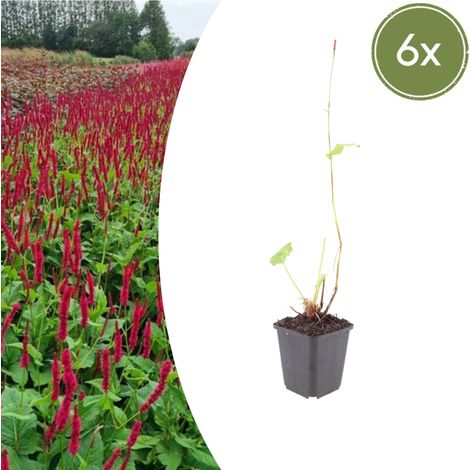 Lot de 6 Persicaria amplexicaulis 'Blackfield' Renouée Vivace Fleurs Rouge Foncé Pot Ø9cm - PANGIVO (1/5)