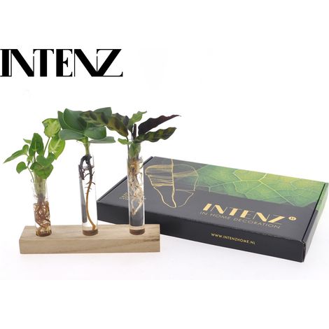 Plante Hydroponique en Paquet Boîte aux Lettres Décoration Intérieure Ø 7 cm x 10 cm - PANGIVO