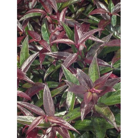 Leucothoe 'Burning Love' Pot de 2L/3L (1/4)