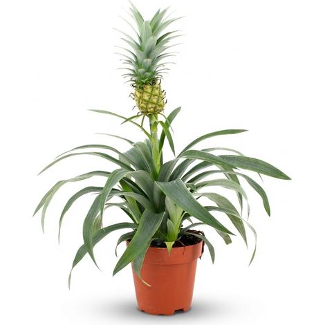 Plante d'Ananas Mi Amigo, Plante d'Intérieur Tropicale Ornementale, Pot Ø 12 cm, 35-40 cm - PANGIVO (1/4)