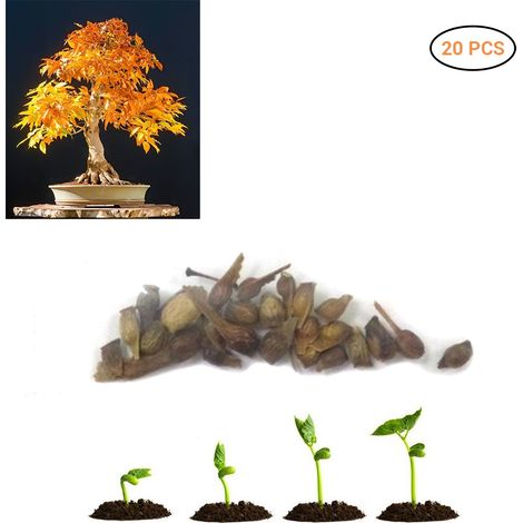 20 Graines d'Érable Bleu Rare pour Bonsaï Arbre Plantes Déco Jardin Maison Érable Japonais (1/5)