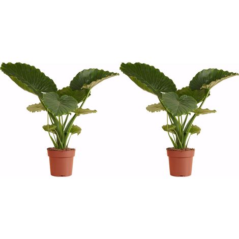 Bloomique - Lot de 2 - Alocasia Gageana California - Oreille d'éléphant - Plantes d'intérieur - Purificateur d'air - Hauteur 60-80 cm - Pot de 21 cm