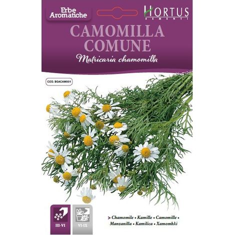 Camomila comune per infusiones