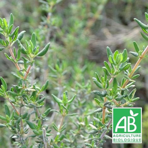 Thym commun vulgaris BIO/Godet