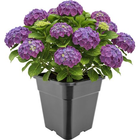 Garronda Pflanztopf Kunststoff hoch 30,5 x 30,5 x 31 cm (18L) eckig mit Drainagelöchern Blumentopf PP Pflanzgefäß für Garten Gewächshaus Balkon Anzucht Innen Außenbereich Schwarz GD-0201